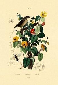 ハンサムフラットエンドウ、1833-39 作： French School